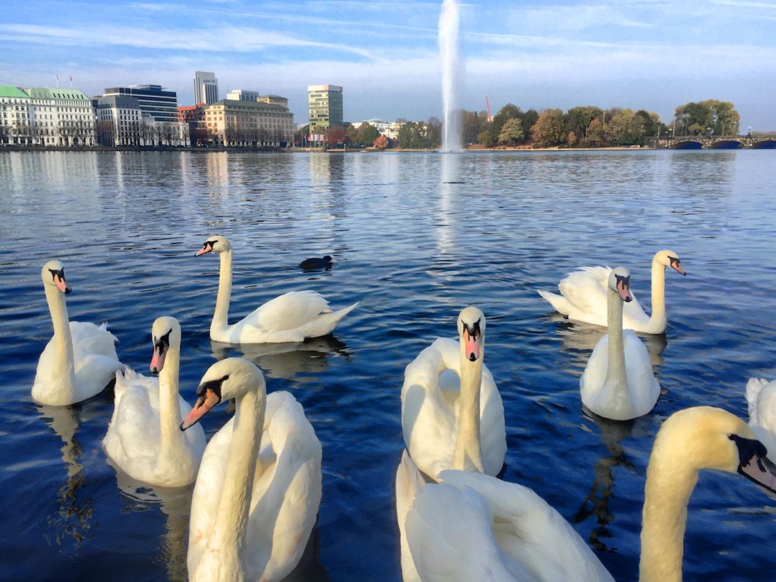 Hamburg Sehenswürdigkeiten: Schwäne auf der Hambuger Binnenalster