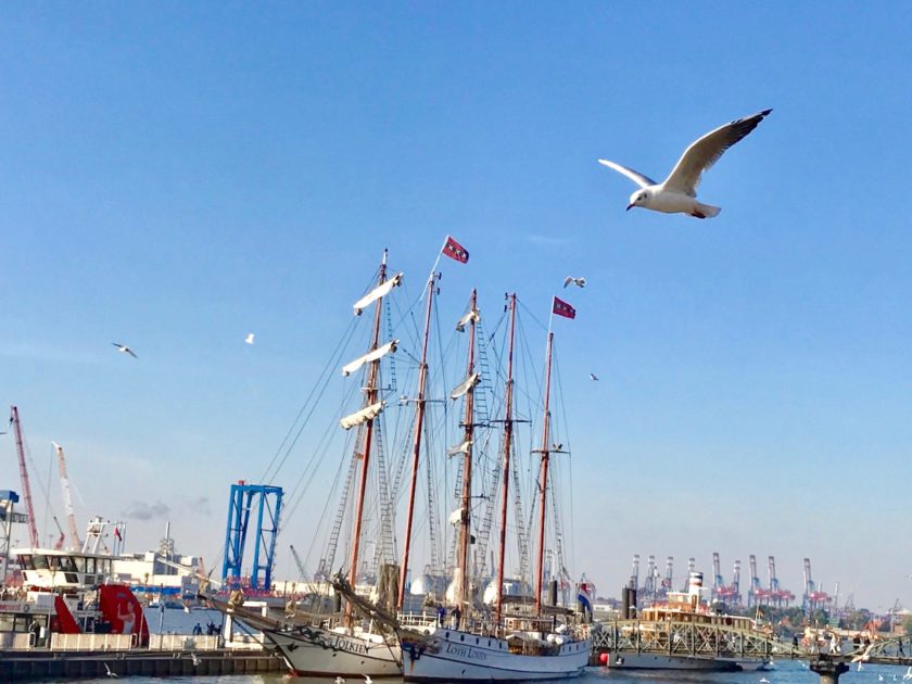 Hamburg Großevent Hafengeburtstag Sehenswürdigkeiten Möwe im Flug